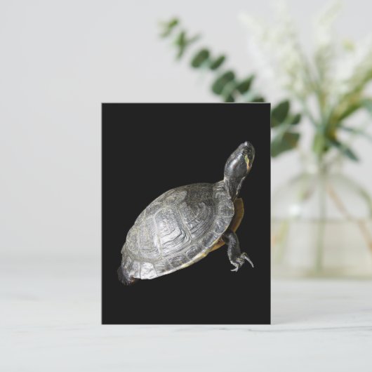 Carte Postale Tortue (Debout devant)