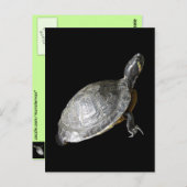 Carte Postale Tortue (Devant / Derrière)