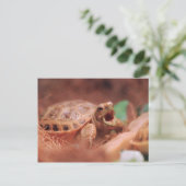 Carte Postale Tortue (Debout devant)