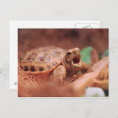 Carte Postale Tortue (Devant / Derrière)