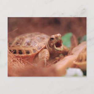 Carte Postale Tortue