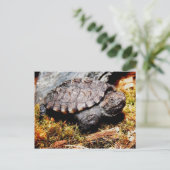 Carte Postale Tortue (Debout devant)