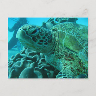 Carte Postale Tortue
