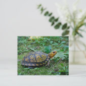 Carte Postale Tortue à boîte orientale (Debout devant)