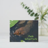 Carte Postale Tortue à carapace molle de Floride Photographie Fa (Debout devant)