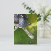 Carte Postale Tortue à col serré (Debout devant)