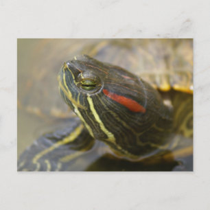 Carte Postale Tortue à glissière rouge