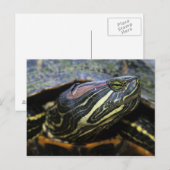 Carte Postale Tortue à oreilles rouges, Trachemys scripta elegan (Devant / Derrière)