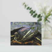 Carte Postale Tortue à oreilles rouges, Trachemys scripta elegan (Debout devant)