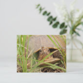 Carte Postale Tortue à trois roues (Debout devant)