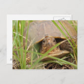 Carte Postale Tortue à trois roues (Devant / Derrière)