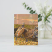 Carte Postale Tortue à ventre rouge (Alabama) (Debout devant)