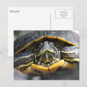 Carte Postale Tortue africaine (Devant / Derrière)