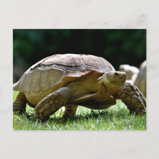 Carte Postale Tortue aiguillée africaine marchant sur l'herbe (Devant)