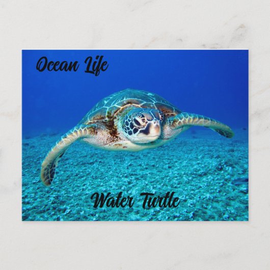 Carte Postale Tortue aquatique Ocean Life (Devant)