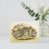 Carte postale "Tortue" Art Reproduction (Debout devant)