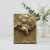Carte Postale Tortue au Zoo d'Indianapolis (Debout devant)