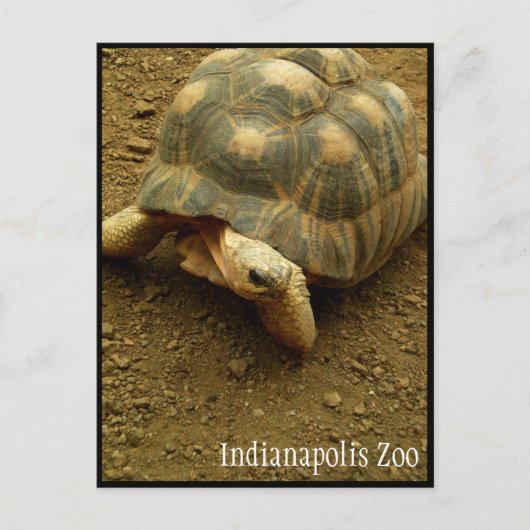 Carte Postale Tortue au Zoo d'Indianapolis (Devant)