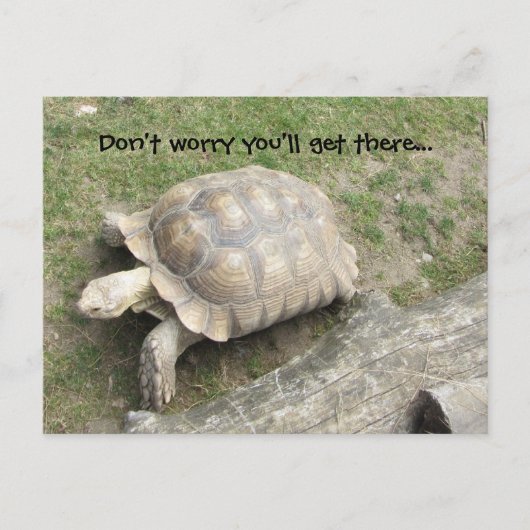 Carte Postale Tortue avec citation (Devant)