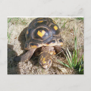 Carte Postale Tortue avec motif cardiaque