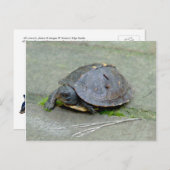 Carte postale Tortue Bébé (Devant / Derrière)