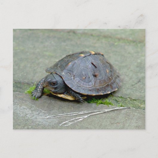 Carte postale Tortue Bébé (Devant)