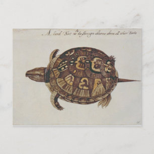 Carte Postale Tortue boîte commune