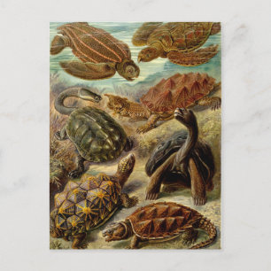 Carte Postale Tortue (Chelonia) par Haeckel