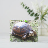 Carte Postale Tortue - Chemin Mossy (Debout devant)