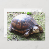 Carte Postale Tortue - Chemin Mossy (Devant / Derrière)