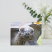 Carte Postale Tortue curieuse (Debout devant)