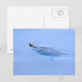Carte Postale Tortue Dans L'Étang (Devant / Derrière)
