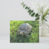 Carte Postale Tortue dans l'herbe (Debout devant)