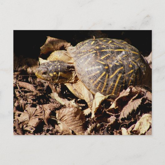 Carte Postale Tortue de boîte fleurie (Devant)
