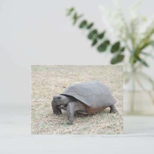 Carte Postale Tortue de Gopher (Debout devant)