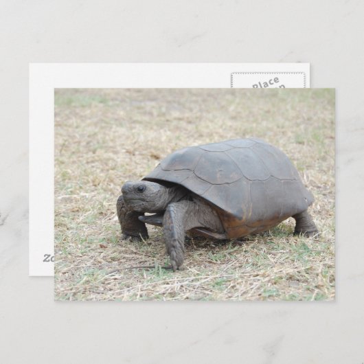 Carte Postale Tortue de Gopher (Devant / Derrière)