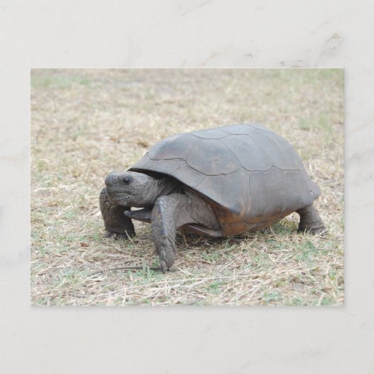 Carte Postale Tortue de Gopher (Devant)