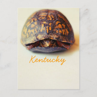 Carte Postale Tortue de JerseyFawn