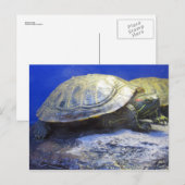 Carte Postale Tortue de la Boutique pour animaux (Devant / Derrière)
