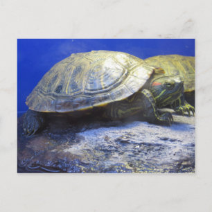 Carte Postale Tortue de la Boutique pour animaux