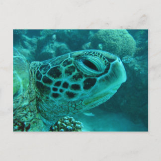 Carte Postale Tortue de la Grande barrière de corail
