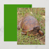 Carte Postale Tortue de l'Est (Caroline du Nord et Tennessee) (Devant / Derrière)