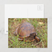 Carte Postale Tortue de l'Est (Caroline du Nord et Tennessee) (Devant / Derrière)