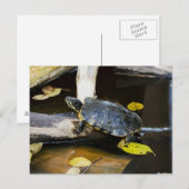 Carte Postale Tortue de l'étang dans la nature (Devant / Derrière)