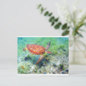 Carte Postale tortue de mer (Debout devant)