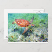 Carte Postale tortue de mer (Devant / Derrière)