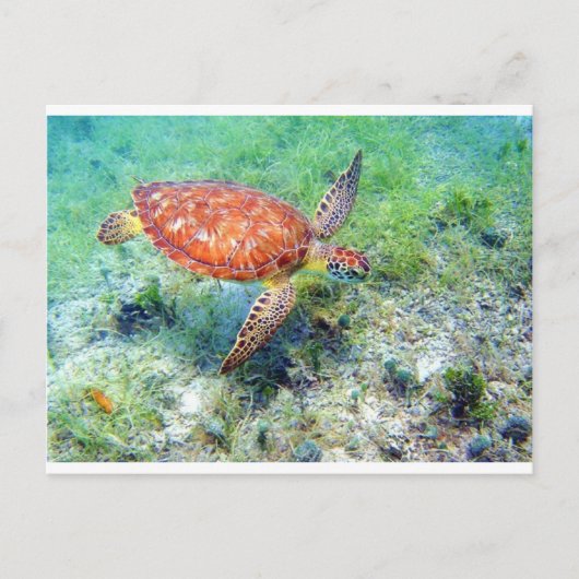 Carte Postale tortue de mer (Devant)