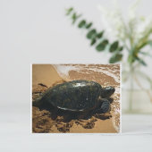 Carte Postale Tortue de mer (Debout devant)