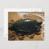 Carte Postale Tortue de mer (Devant / Derrière)