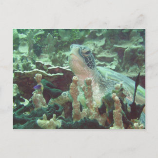 Carte Postale Tortue de mer